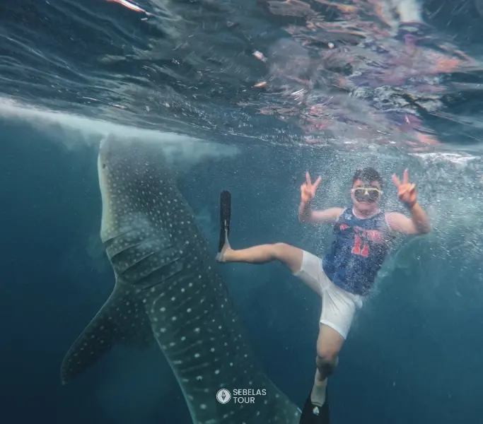 Wisatawan snorkeling bersama whale shark di perairan Labuan Bajo bersama Sebelas Tour