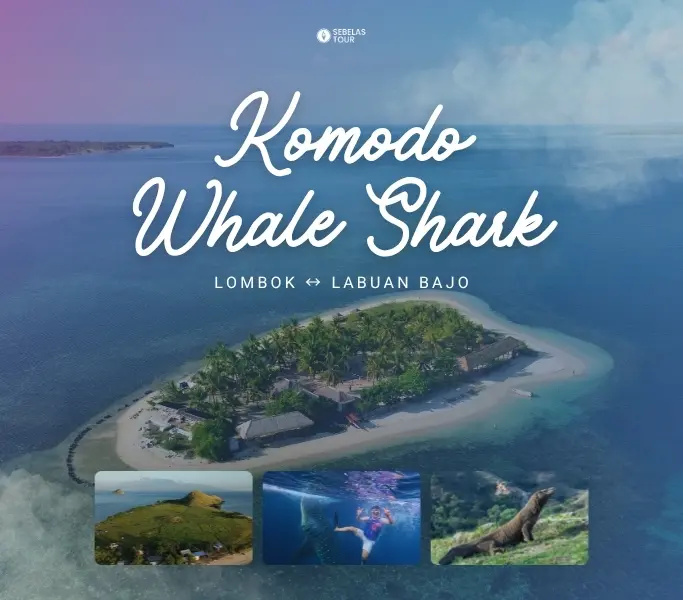 Paket wisata whale shark Lombok Labuan Bajo bersama Sebelas Tour