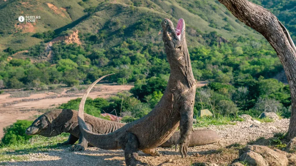 Komodo dragon di habitat asli Pulau Komodo