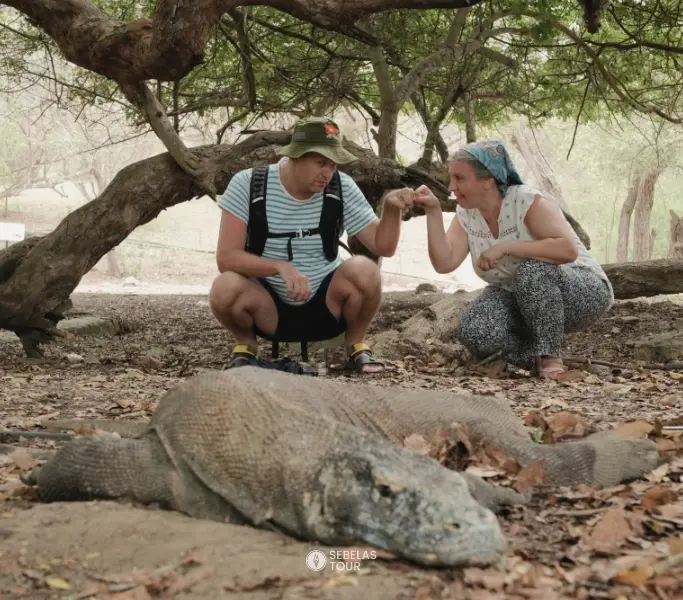 Wisatawan melihat komodo dragon di Komodo National Park bersama Sebelas Tour