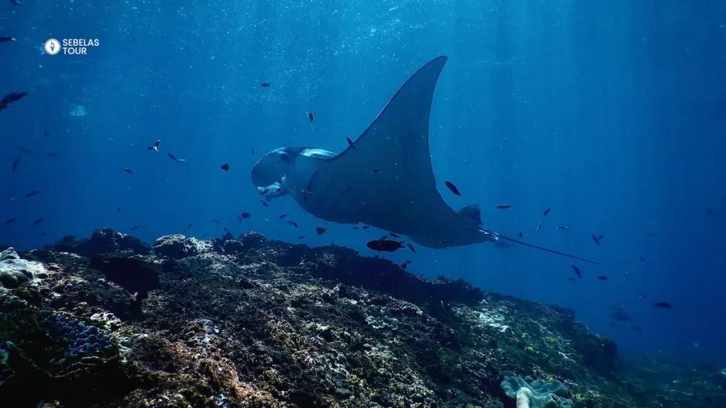 Snorkeling manta ray di Manta Point Labuan Bajo