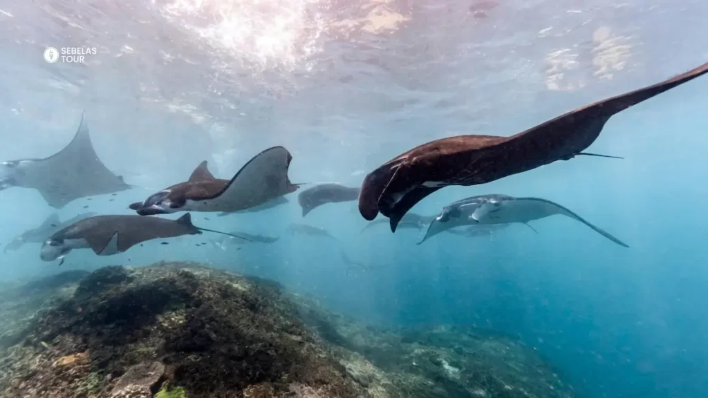 Manta ray berenang di Manta Point